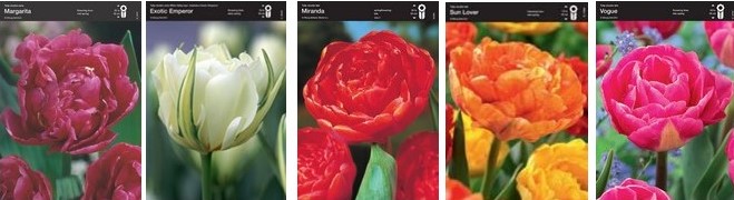 Тюльпан махровый Микс (шоубокс)